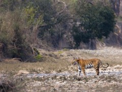 Bengal tiger in the Terai, Nepal