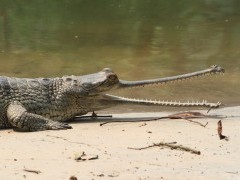 Gharial in the Terai, Nepal