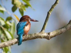 White-throated kingfisher in the Terai, Nepal
