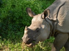 One-horned rhino in the Terai, Nepal