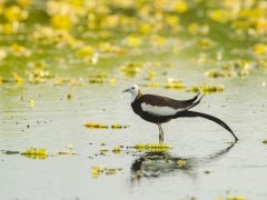 Pheasant-tailed jacana in the Terai, Nepal