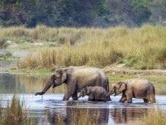 Asian elephant in Chitwan National Park, Nepal