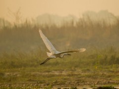 Great egret in Chitwan National Park, Nepal