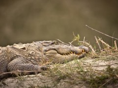 Mugger crocodile in Bardia National Park, Nepal