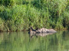 Greater one-horned rhinoceros in Chitwan National Park, Nepal