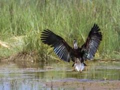 Woolly-necked stork in Bardia National Park, Nepal