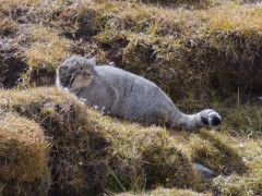 Pallas's cat in Mongolia