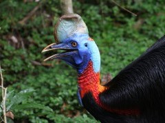 Cassowary in Papua New Guinea