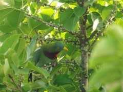 Claret-breasted fruit dove in Papua New Guinea.