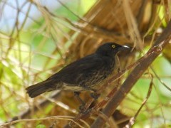 Atoll starling in Papua New Guinea.