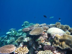 Coral reef in Papua New Guinea