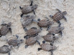 Hawksbill turtle hatchlings in Papua New Guinea.