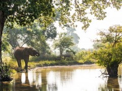 Asian elephants in Sri Lanka