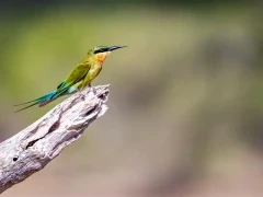 Blue-tailed bee-eater in Sri Lanka.