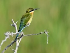 Blue-tailed bee-eater in Yala National Park