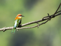 Chestnut-headed bee-eater in Sri Lanka