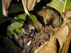 Common palm civet in Sri Lanka
