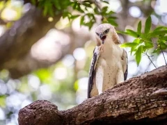 Crested hawk eagle in Sri Lanka.