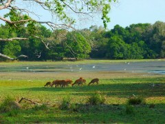 Deer in Wilpattu National Park, Sri Lanka