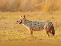Golden jackal in Sri Lanka