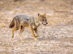 Golden jackal in Sri Lanka.