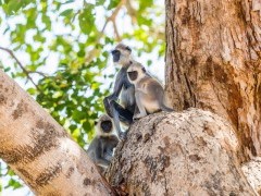 Grey langur in Sri Lanka