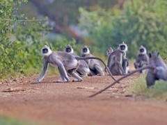 Grey langur in Wilpattu National Park, Sri Lanka