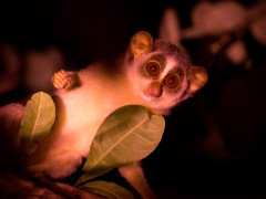 Grey slender loris in Sri Lanka