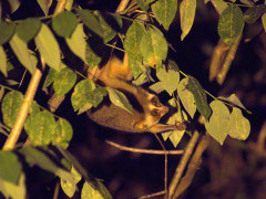 Grey slender loris in Sri Lanka.