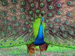 Indian peafowl in Sri Lanka