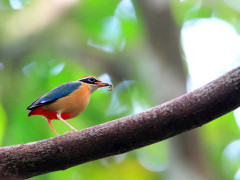 Indian pitta in Sri Lanka
