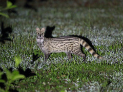 Indian small civet in Sri Lanka