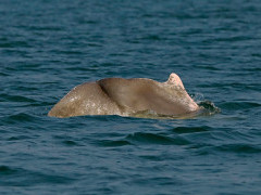 Indo-Pacific humpback dolphin in Sri Lanka.