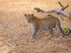 Leopard in Sri Lanka.