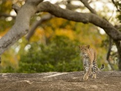 Leopard in Sri Lanka