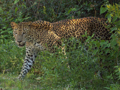 Leopard in Sri Lanka.