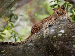 Leopard in a tree in Sri Lanka