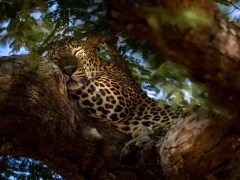 Leopard in Sri Lanka.
