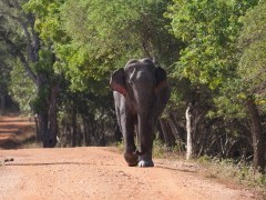 Asian Elephant at Wilpattu National Park in Sri Lanka