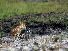 Leopard at Wilpattu National Park in Sri Lanka