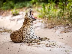 Leopard in Sri Lanka.