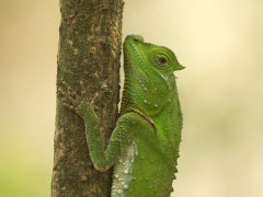 Lyre-headed lizard in Sri Lanka.