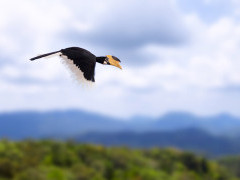 Malabar pied hornbill in Sri Lanka