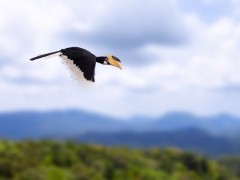 Malabar pied hornbill over Sinharaja Forest, Sri Lanka