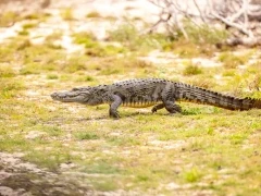 Mugger crocodile in Sri Lanka.