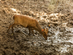 Muntjac deer in Sri Lanka