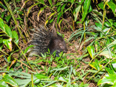Porcupine in Sri Lanka