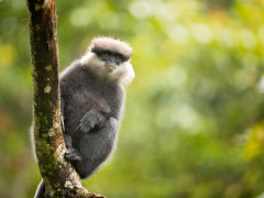 Purple-faced leaf monkey in Sri Lanka