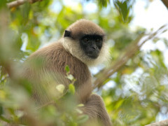 Purple-faced leaf monkey in Sri Lanka.