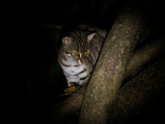 Rusty spotted cat in Sri Lanka.